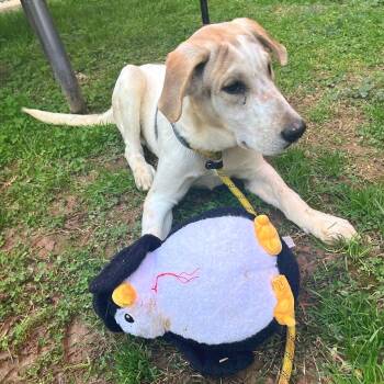 Mixed Breed Dogs Available for Adoption - French Toast | PetCurious