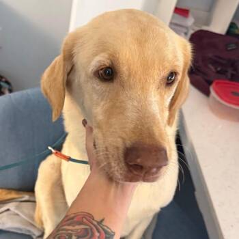 Yellow Labrador Retriever and Mixed Breed Dogs Available for Adoption in Roanoke, Virginia - Jerry | PetCurious