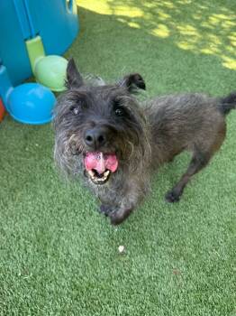 Splinter -  Wirehaired Terrier Dog for Adoption - Splinter | PetCurious