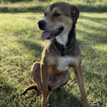 WEAVER -  Labrador Retriever Dog for Adoption in Houston, Texas - WEAVER | PetCurious