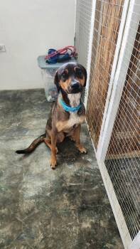 Rescue Labrador Retriever and Mixed Breed Dogs for Adoption in Naranjito, Naranjito - Pancho | PetCurious