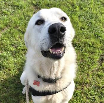 Great Pyrenees Dogs Available for Adoption in Marble Falls, Texas - Leon | PetCurious