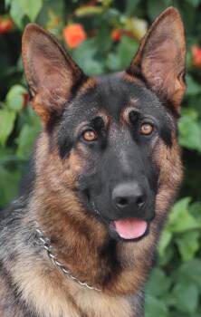 Britta von Beilstein -  German Shepherd Dog Dog for Adoption in Los Angeles, California - Britta Von Beilstein | PetCurious
