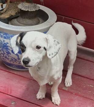 Parson Russell Terrier and Dalmatian Dogs Available for Adoption in Los Angeles, California - Flower  | PetCurious