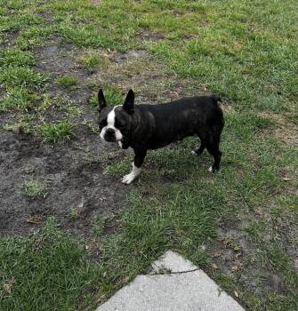 Boston Terrier Dogs Available for Adoption in Maryville, Tennessee - Phoenix Rising - 5003 FL | PetCurious
