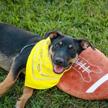 Melman -  Dachshund and Catahoula Leopard Dog Dog for Adoption in Hattiesburg, Mississippi - Melman | PetCurious