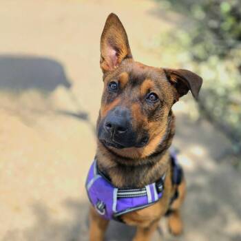 Shepherd Dogs Available for Adoption in Justin, Texas - Kenai | PetCurious