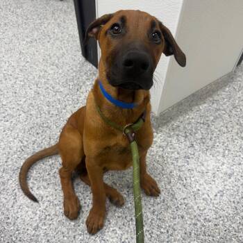 Bruno -  Belgian Shepherd Malinois and Doberman Pinscher Dog for Adoption in Chicago, Illinois - Bruno | PetCurious