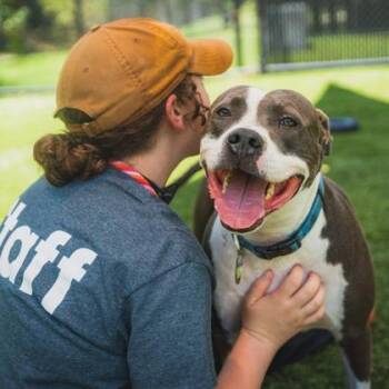 Zap -  Mixed Breed Dog for Adoption in Atlanta, Georgia - Zap | PetCurious