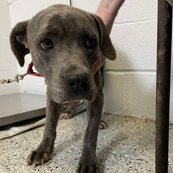Weimaraner and American Staffordshire Terrier Dogs Available for Adoption in Hattiesburg, Mississippi - Aurora | PetCurious