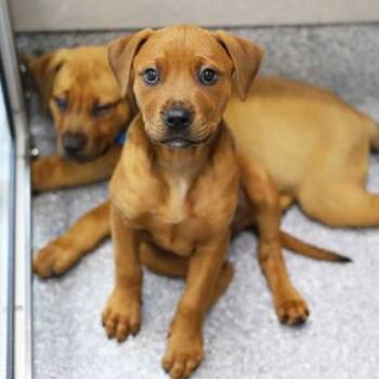 Mixed Breed Dogs Available for Adoption in Atlanta, Georgia - Hope | PetCurious