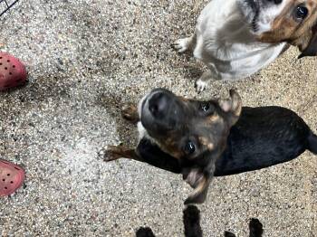 German Shepherd Dog Dogs Available for Adoption in Winder, Georgia - Simon 2026-244 | PetCurious