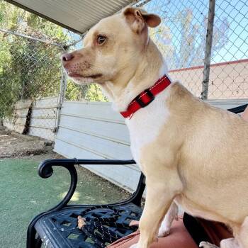 Simba -  Chihuahua and Mixed Breed Dog for Adoption in Ojai, California - Simba | PetCurious