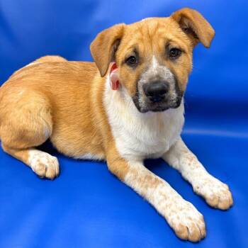 Shepherd Dogs Available for Adoption - 207 (2026) Jeffrey | PetCurious