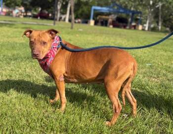 American Staffordshire Terrier Dogs Available for Adoption in Houston, Texas - Canela | PetCurious
