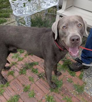 Mozzy -  Labrador Retriever Dog for Adoption in Indiana, Pennsylvania - Mozzy | PetCurious