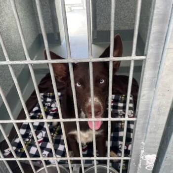 Evie -  Husky and Mixed Breed Dog for Adoption in Hawthorne, California - Evie | PetCurious