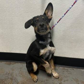 Lucas -  Australian Cattle Dog Blue Heeler Dog for Adoption in Red Bluff, California - Lucas | PetCurious
