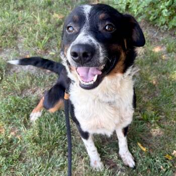 Jasper -  Australian Shepherd and Border Collie Dog for Adoption in Saint Joseph, Missouri - Jasper | PetCurious