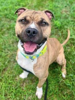 BANX -  Pit Bull Terrier Dog for Adoption - BANX | PetCurious