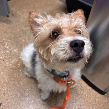 Jax -  Mixed Breed Dog for Adoption in Skokie, Illinois - Jax | PetCurious