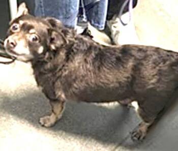 Chihuahua and Mixed Breed Dogs Available for Adoption - GANSITO | PetCurious