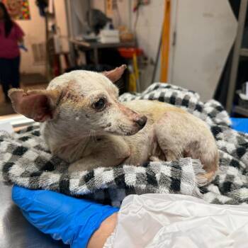 Chihuahua Dogs Available for Adoption - Nicole | PetCurious