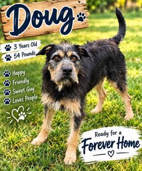 Doug -  Welsh Terrier Dog for Adoption in Fort Worth, Texas - Doug | PetCurious