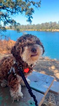 26Buddy -  Poodle Dog for Adoption in Shingle Springs, California - 26Buddy | PetCurious