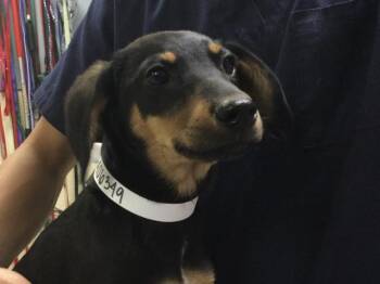 Miniature Pinscher Dogs Available for Adoption in Riverside, California - ISABELLE | PetCurious