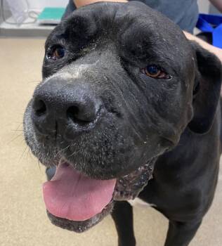 Mastiff and Mixed Breed Dogs Available for Adoption - Papa | PetCurious