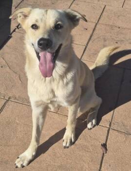 Outkast -  Labrador Retriever and Mixed Breed Dog for Adoption in Shreveport, Louisiana - Outkast | PetCurious