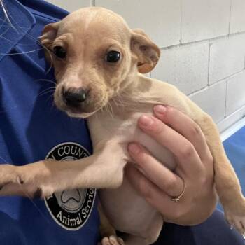 Chihuahua and Mixed Breed Dogs Available for Adoption in Richmond Hill, Georgia - Buckwheat | PetCurious