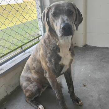 Plott Hound and Weimaraner Dogs Available for Adoption in Loxahatchee Groves, Florida - ANN | PetCurious
