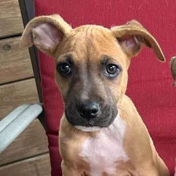 Party -  Pit Bull Terrier and Mixed Breed Dog for Adoption in Chicago, Illinois - Party | PetCurious
