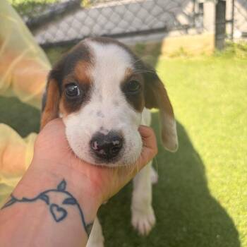 Bravo -  Hound and Mixed Breed Dog for Adoption in Jupiter, Florida - Bravo | PetCurious