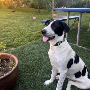Moo -  Mixed Breed Dog for Adoption in Fairfax Station, Virginia - Moo | PetCurious