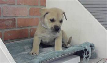Labrador Retriever and Mixed Breed Dogs Available for Adoption in Houston, Texas - A2072090 | PetCurious