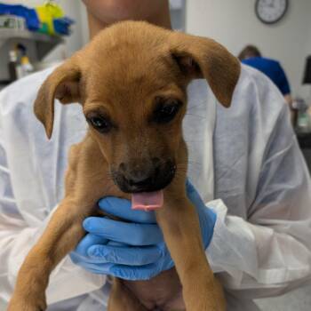 Lilac -  Mixed Breed Dog for Adoption in Greenville, South Carolina - Lilac | PetCurious