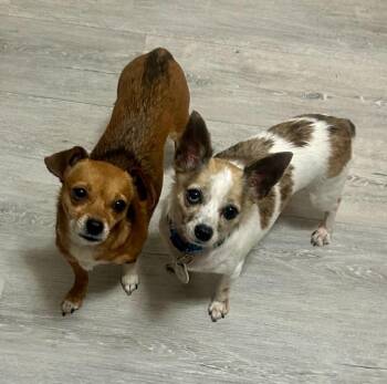 Buddy and Midget -  Chihuahua Dog for Adoption in Didsbury, Alberta - Buddy And Midget | PetCurious