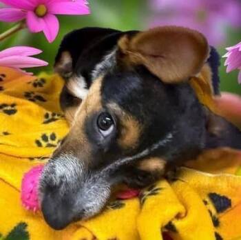 Corgi and Australian Cattle Dog Blue Heeler Dogs Available for Adoption - Gretel | PetCurious