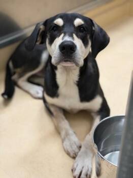 BLAZE -  Black Labrador Retriever and Mixed Breed Dog for Adoption in Burgaw, North Carolina - BLAZE | PetCurious