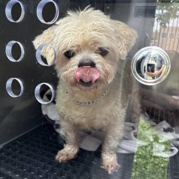 Eddie Murphy -  Mixed Breed Dog for Adoption in Philadelphia, Pennsylvania - Eddie Murphy | PetCurious