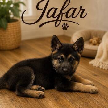 German Shepherd Dog Dogs Available for Adoption in Justin, Texas - Jafar  | PetCurious