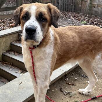 Rescue Saint Bernard Dogs for Adoption in West Chester, Pennsylvania - Simba | PetCurious