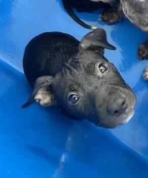 SKYE -  Mixed Breed Dog for Adoption in Dallas, Texas - SKYE | PetCurious