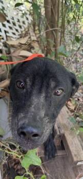 German Shepherd Dog and Mixed Breed Dogs Available for Adoption in Killeen, Texas - OREO | PetCurious