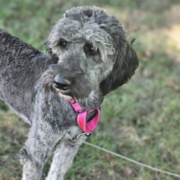 Shaggy Sue So Il -  Aussiedoodle Dog for Adoption in Shiloh, Illinois - Shaggy Sue So Il | PetCurious