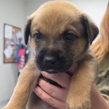 Rescue Black Labrador Retriever and German Shepherd Dog Dogs for Adoption in Kingman, Kansas - Ciarah Pups_5_grey | PetCurious