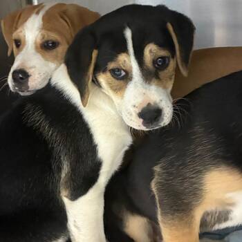Mixed Breed Dogs Available for Adoption in Corbin, Kentucky - Chelle | PetCurious